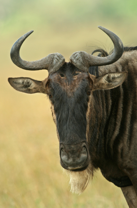 Gnu