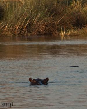 Hippo’s ears above the water